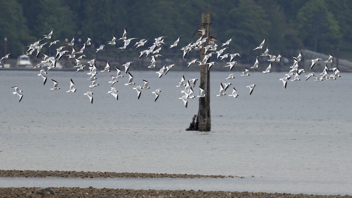 Sabine's Gull - ML455741151