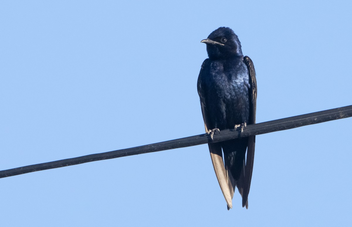Purple Martin - ML455741551