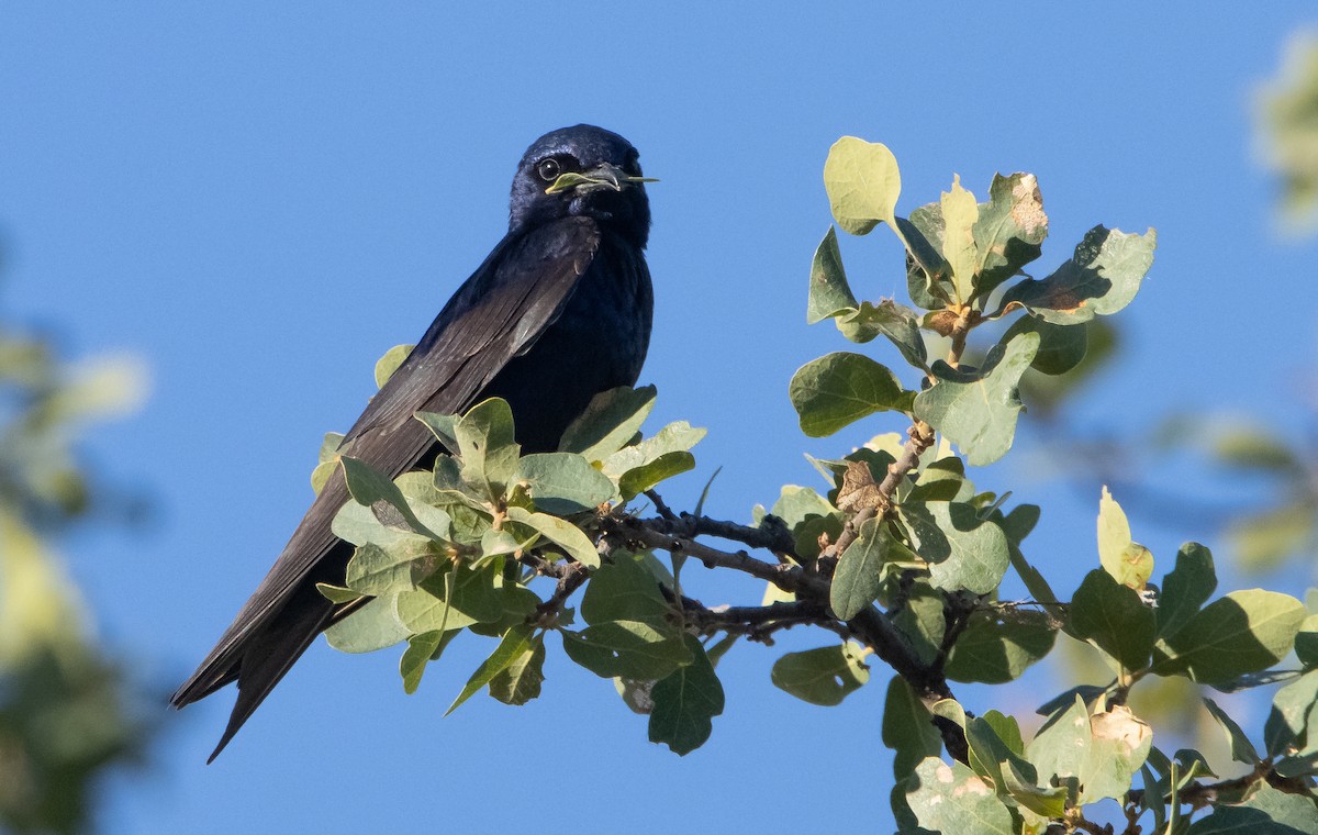 Purple Martin - ML455741561