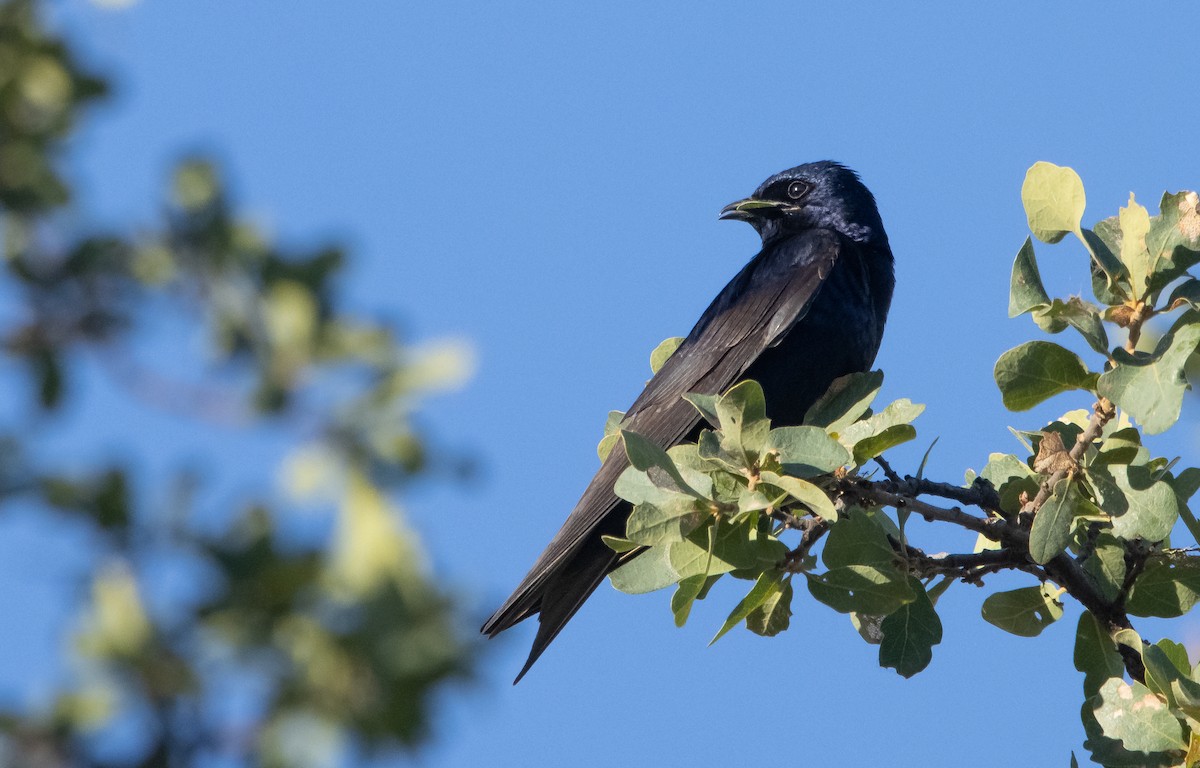 Purple Martin - ML455741571