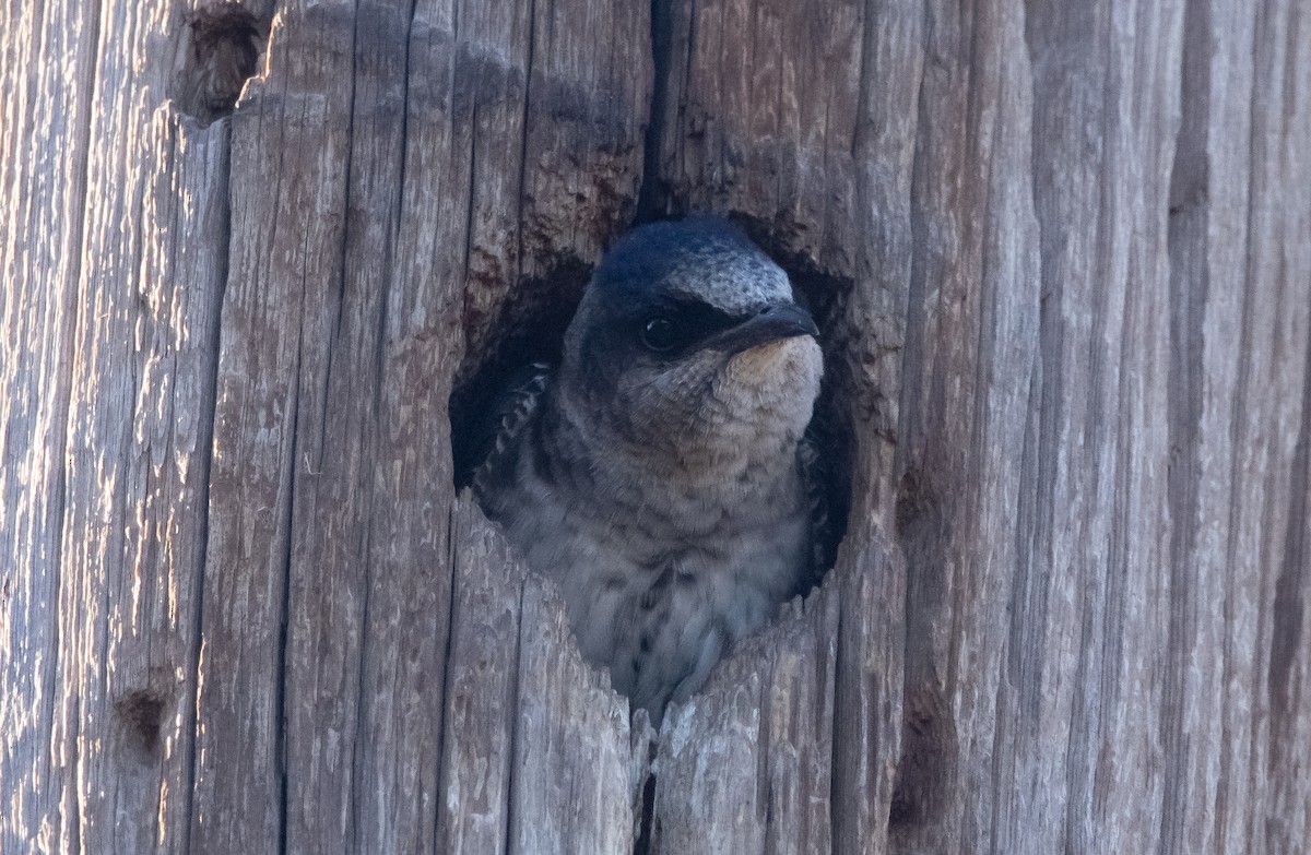 Purple Martin - ML455741601