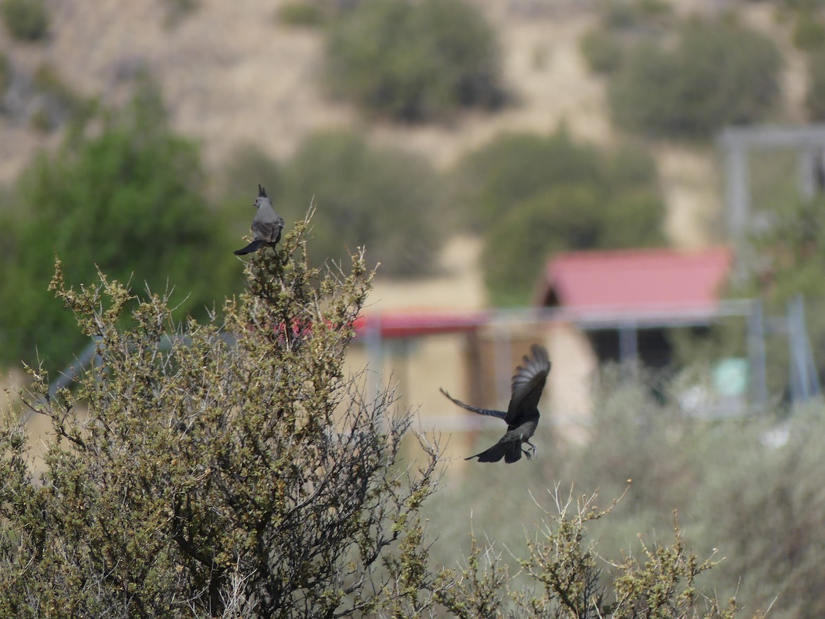 Phainopepla - Adam Gabbert