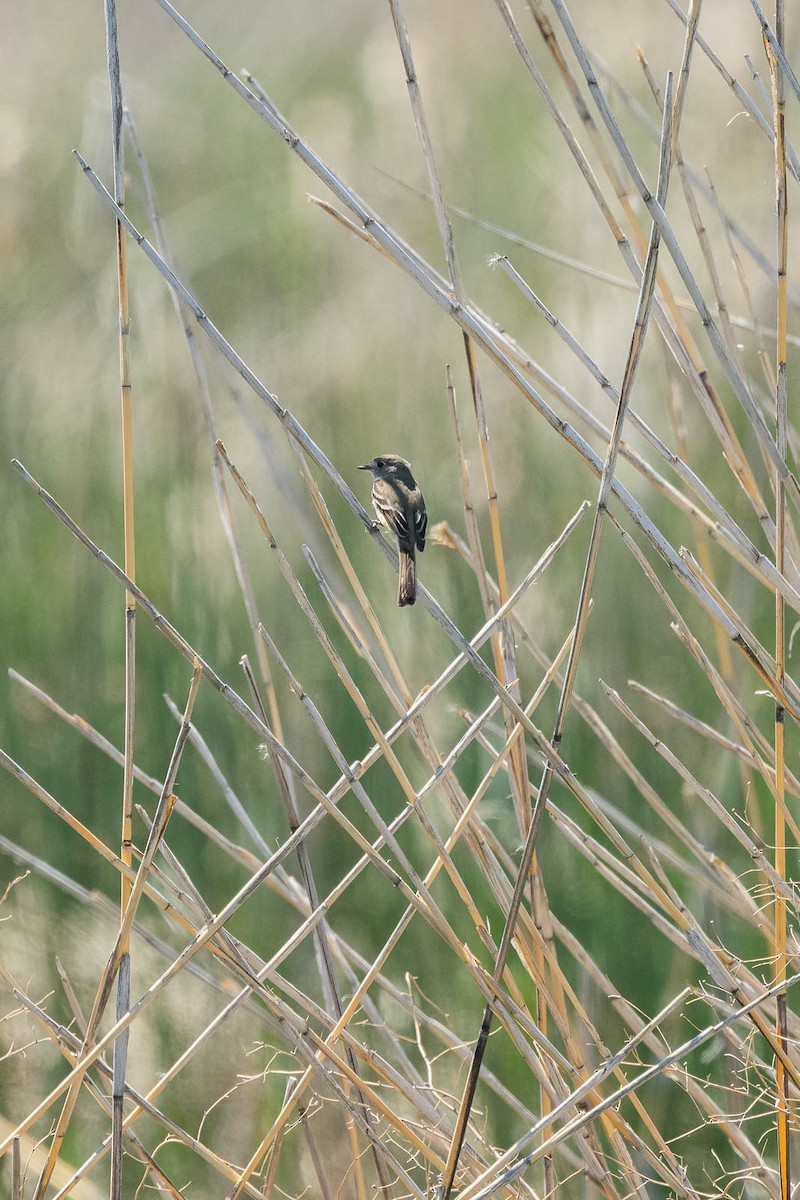 Dusky Flycatcher - ML455745371