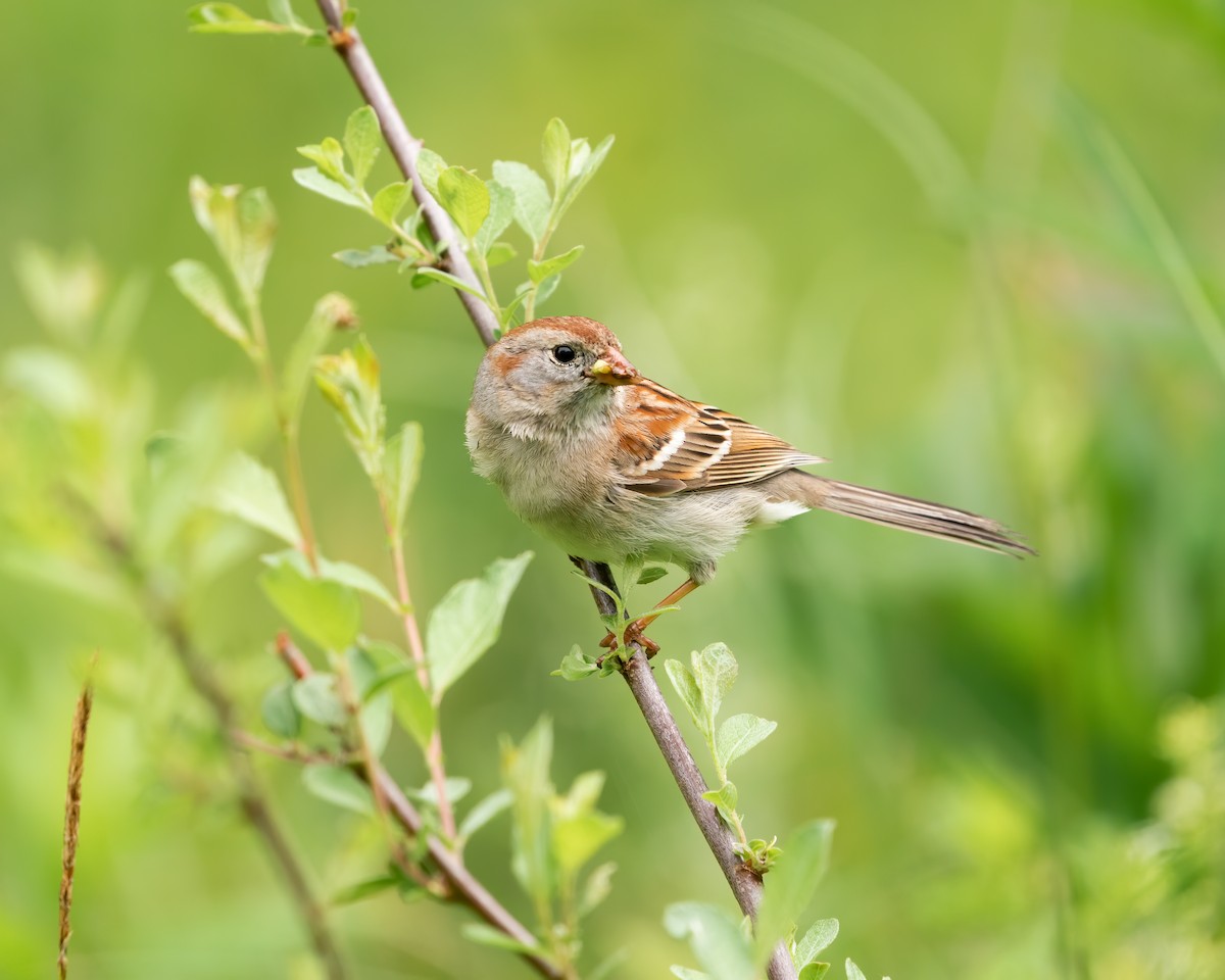 Field Sparrow - ML455749761