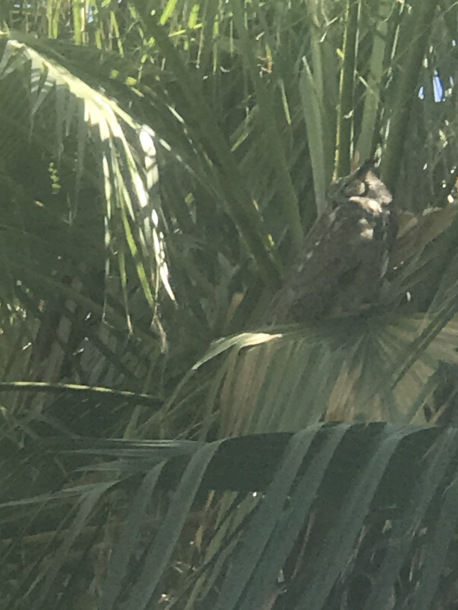 Great Horned Owl - ML455750421