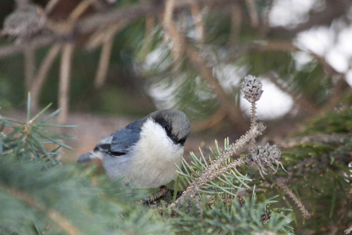 Pygmy Nuthatch - Gordon Dimmig