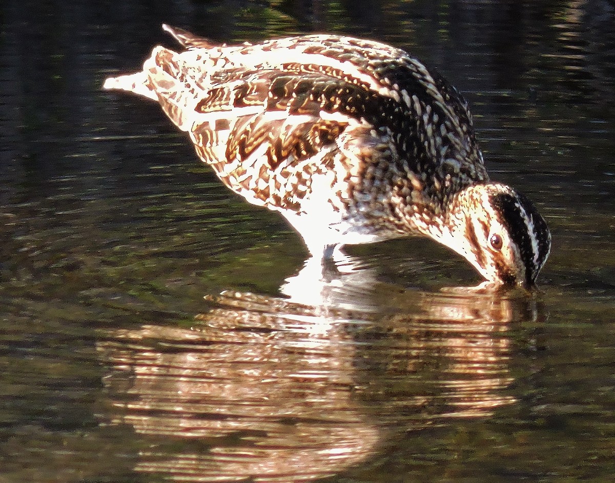 Wilson's Snipe - ML45575221