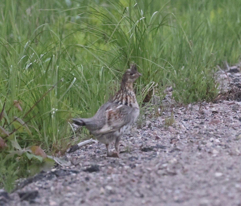 Ruffed Grouse - ML455753581