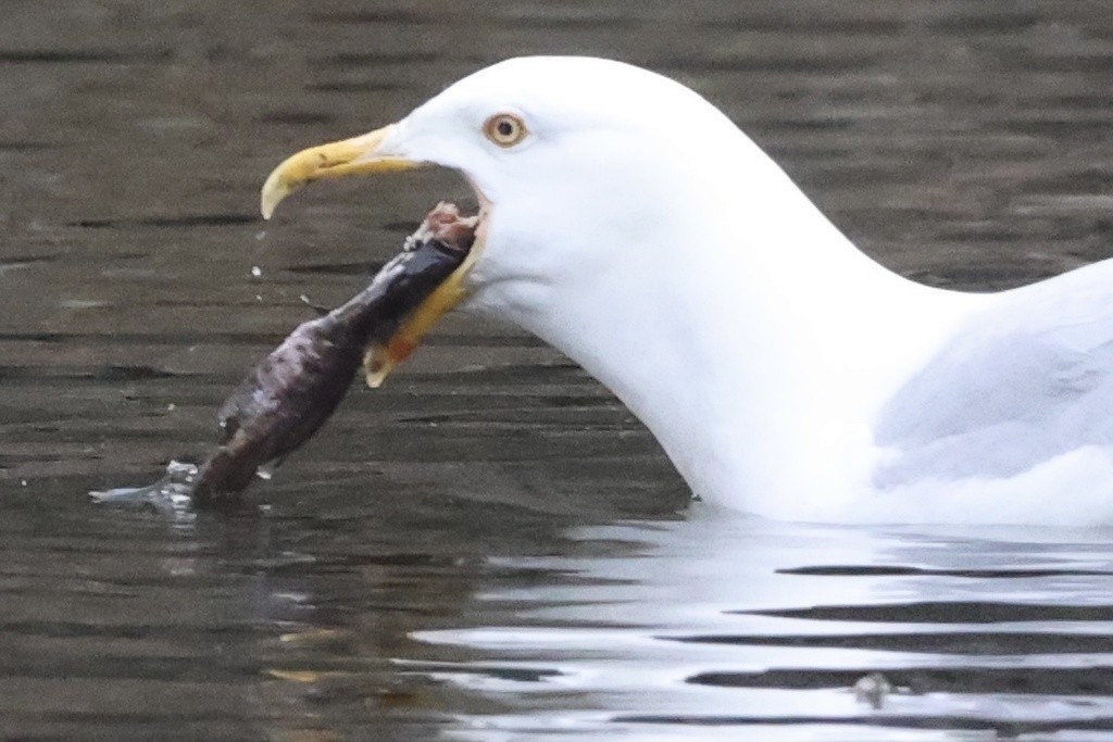 American Herring Gull - ML455753591