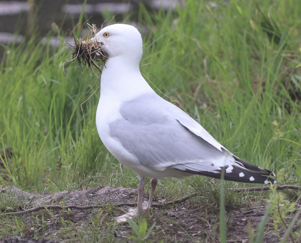 American Herring Gull - ML455753601