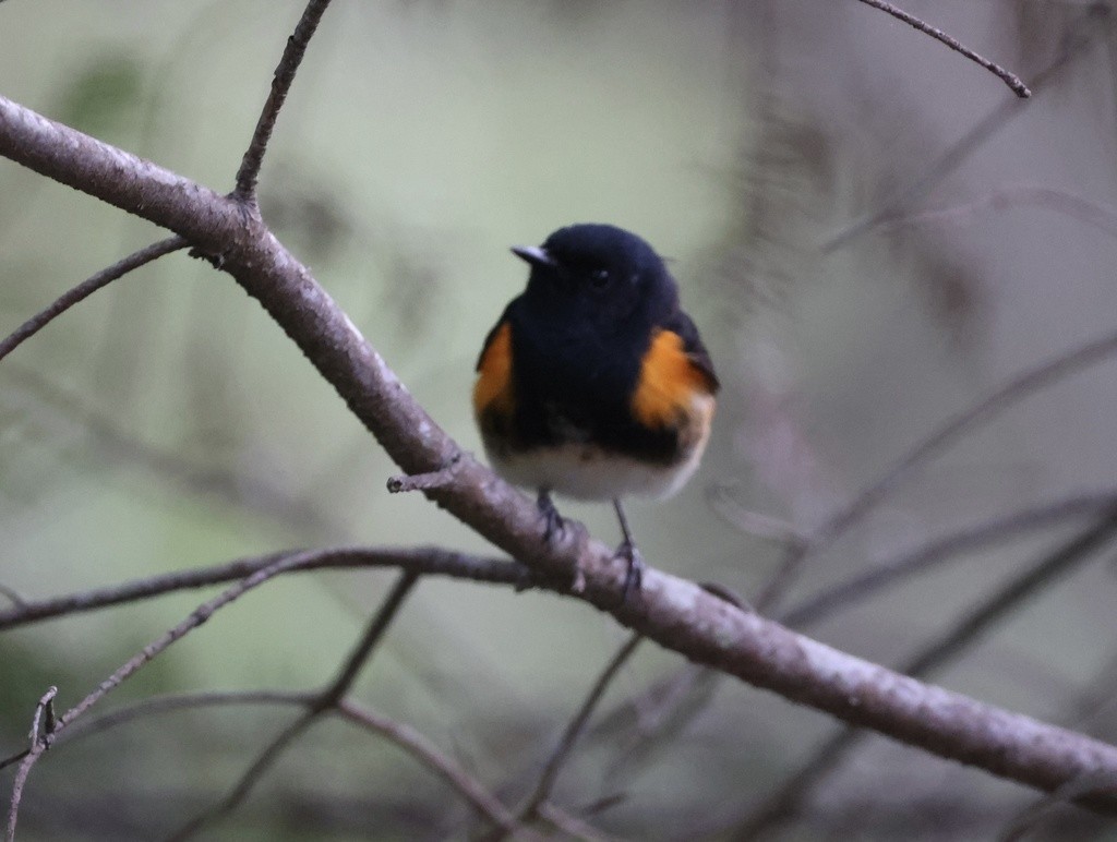 American Redstart - ML455753651