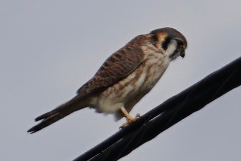 American Kestrel - ML45575461