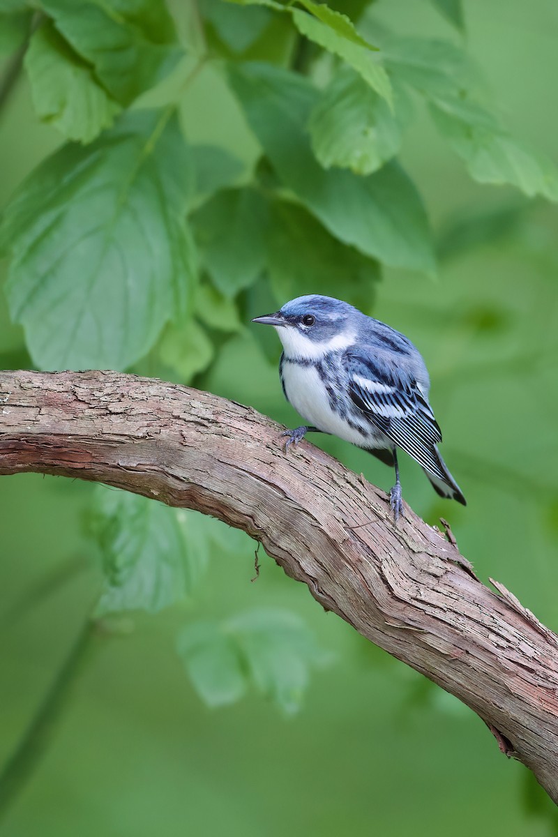 Cerulean Warbler - ML455755541