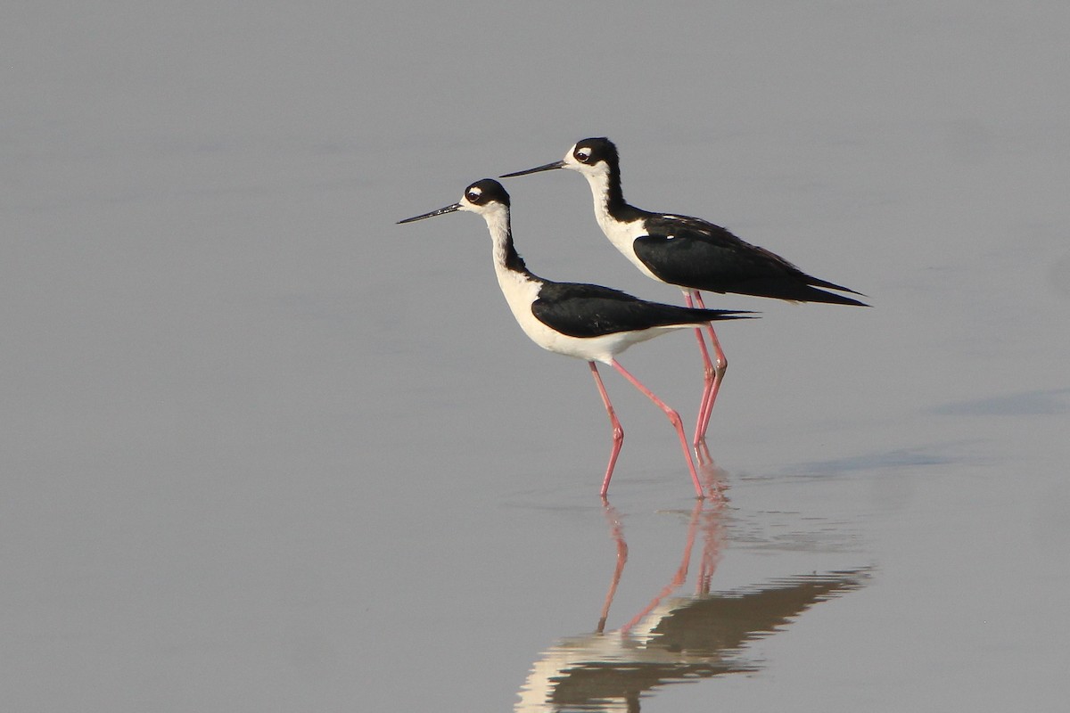 Black-necked Stilt - ML455755981