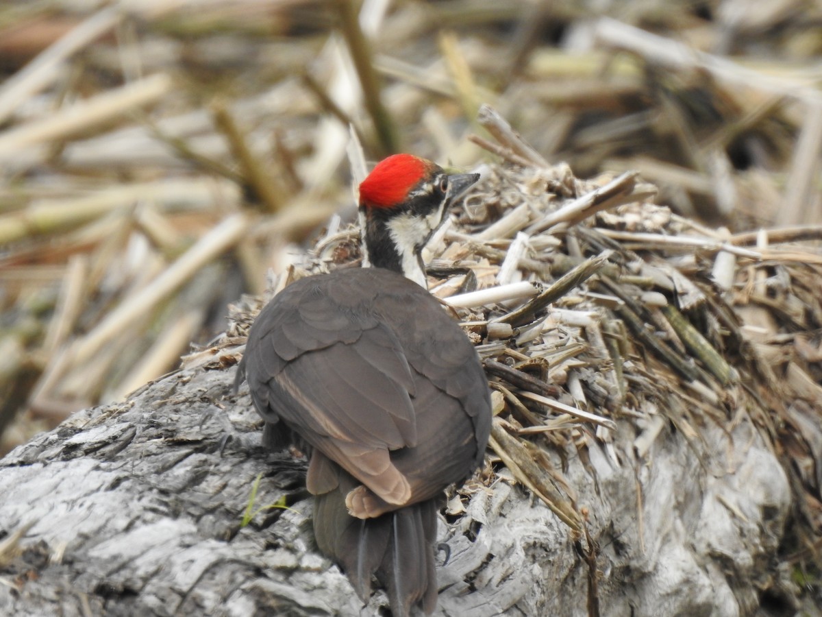 Pileated Woodpecker - ML455759861