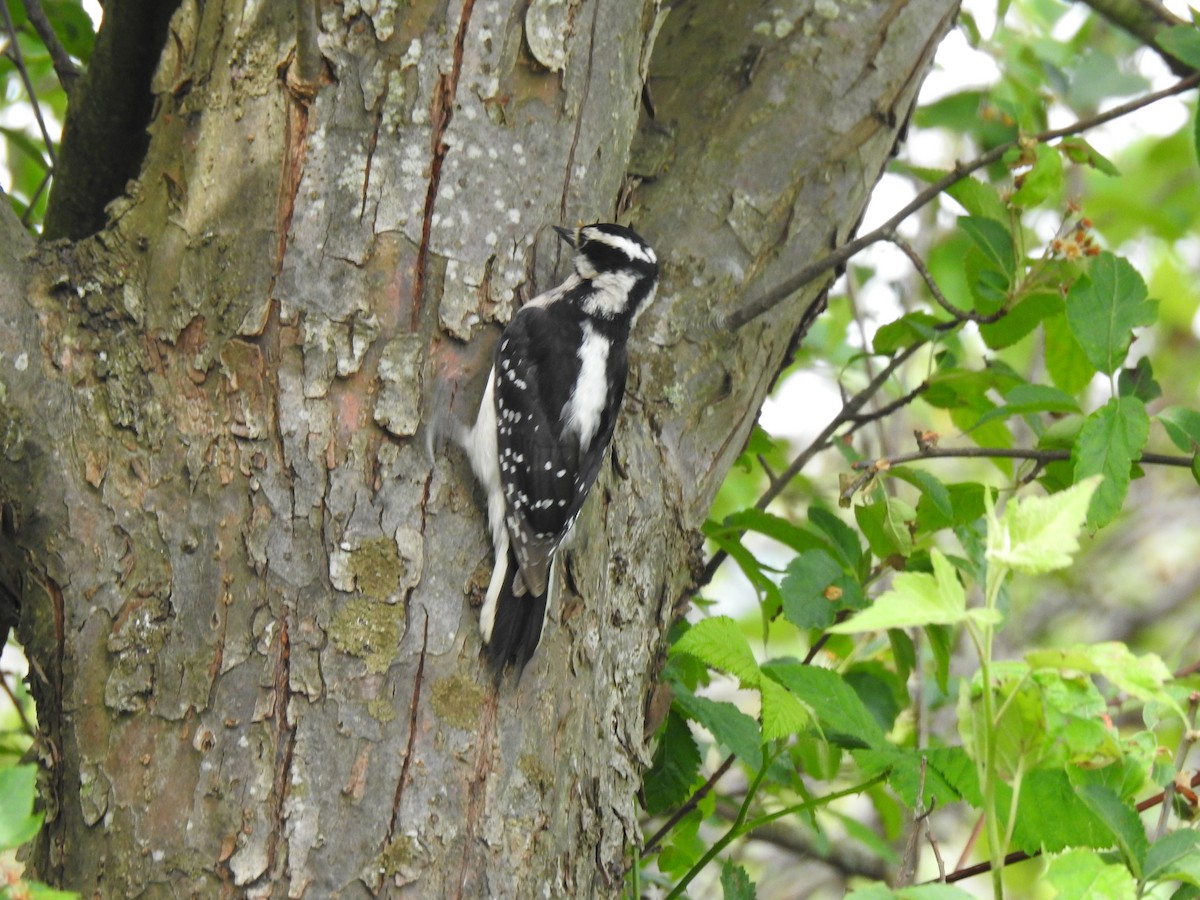 Downy Woodpecker (Pacific) - ML455759871