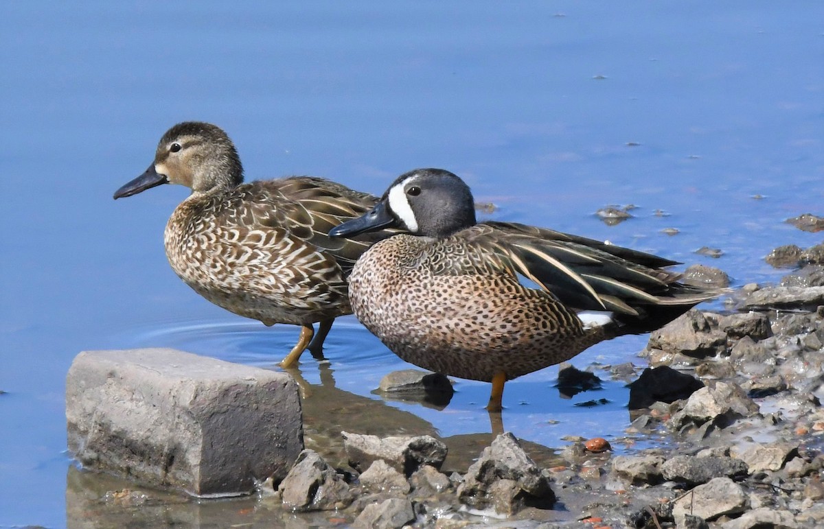 Blue-winged Teal - ML455759931