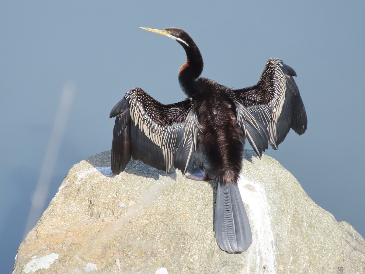 Australasian Darter - ML455760411