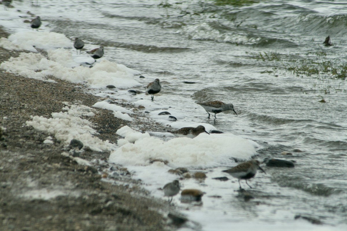 Alpenstrandläufer - ML455760811