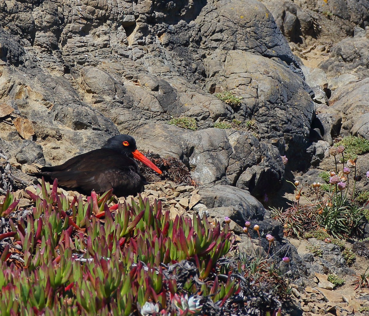 Black Oystercatcher - ML455761531