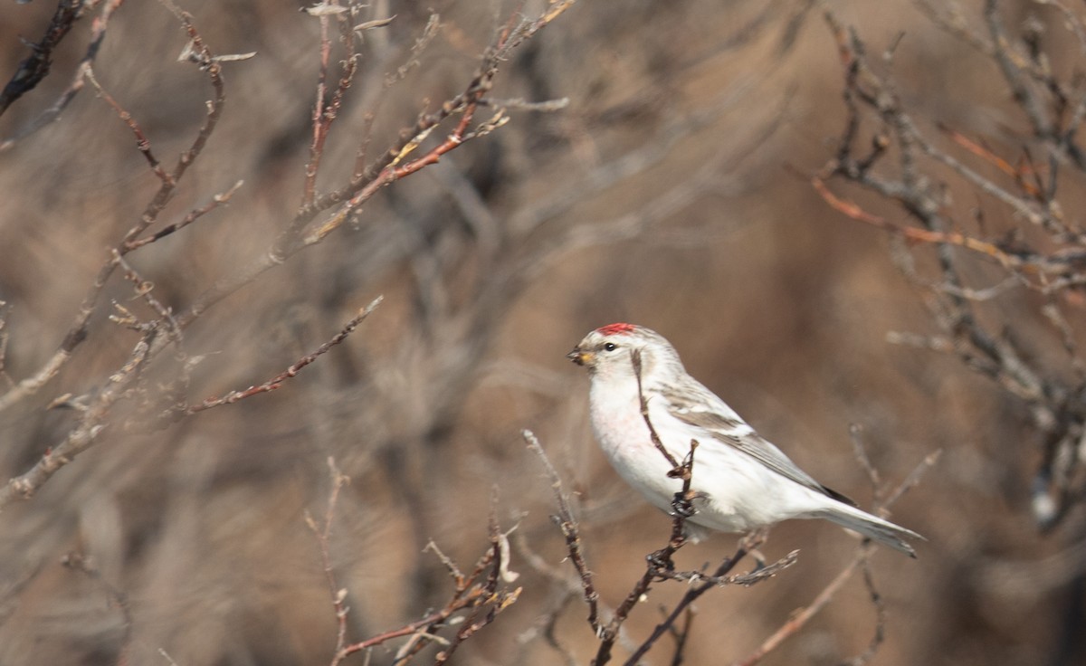 Hoary Redpoll - ML455761641