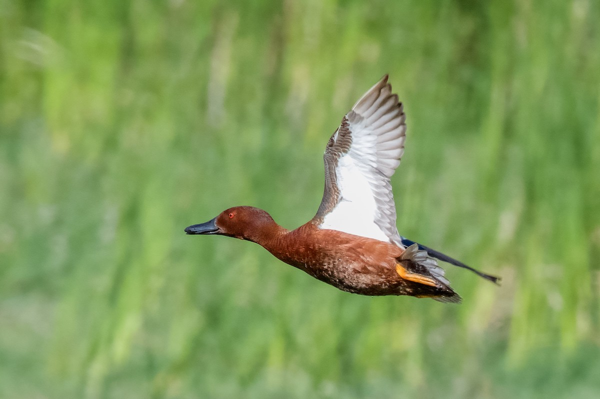 Cinnamon Teal - Vic Hubbard