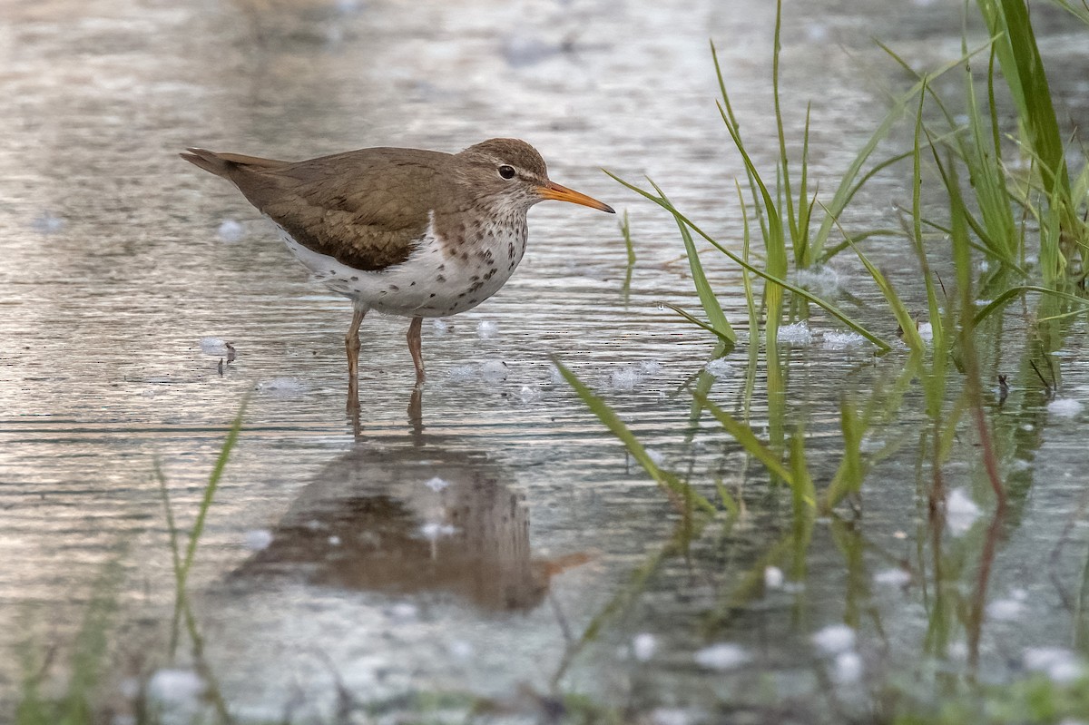 Spotted Sandpiper - ML455763861