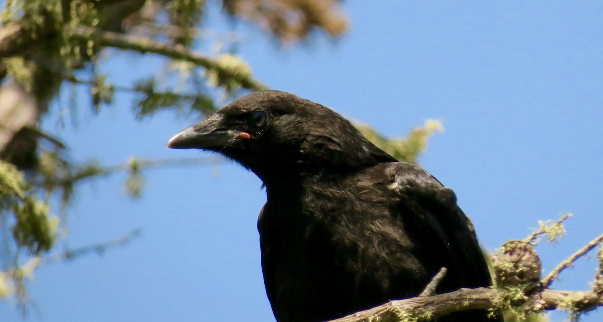 American Crow - ML455764891