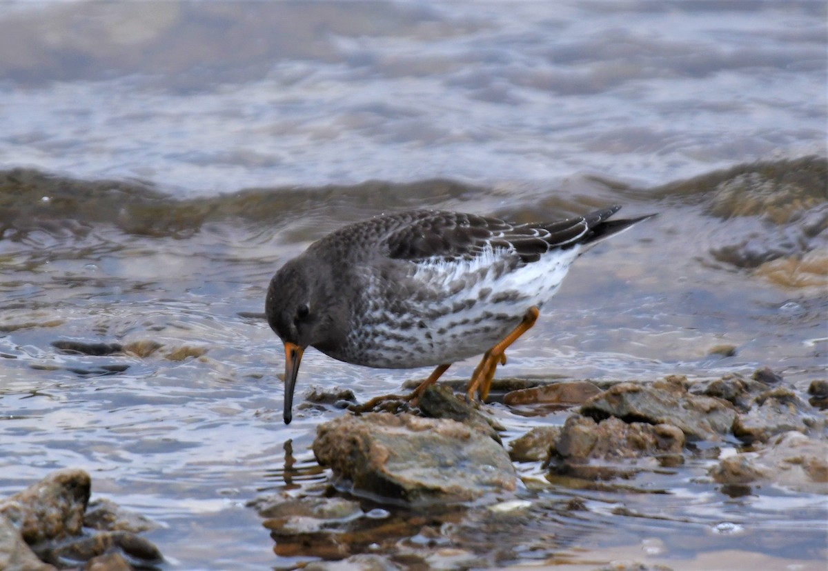 Purple Sandpiper - John Dreves