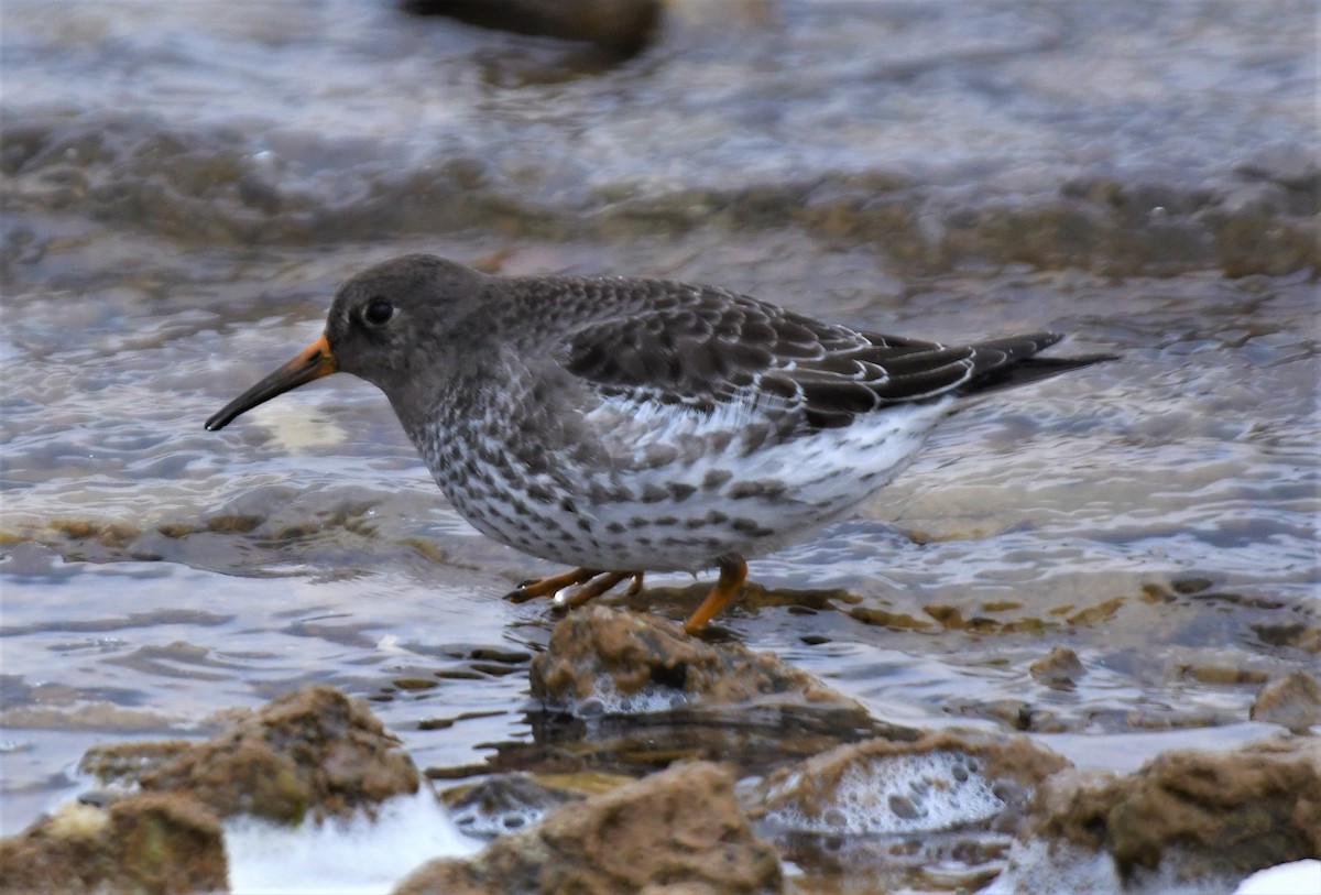 Purple Sandpiper - ML455766901