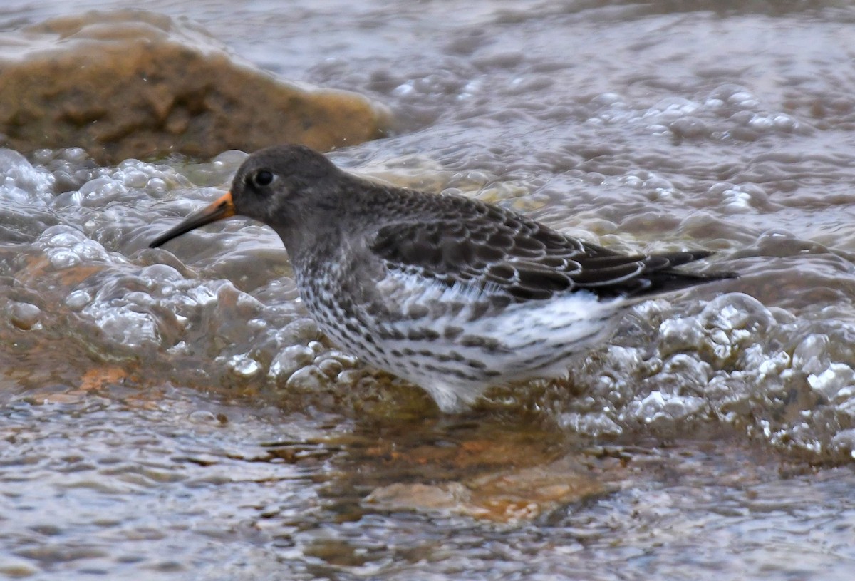 Purple Sandpiper - John Dreves