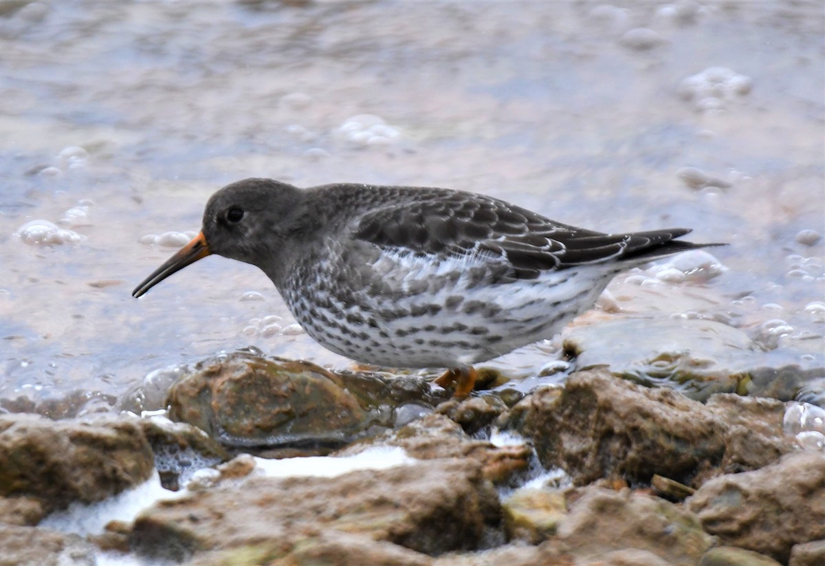 Purple Sandpiper - ML455766951