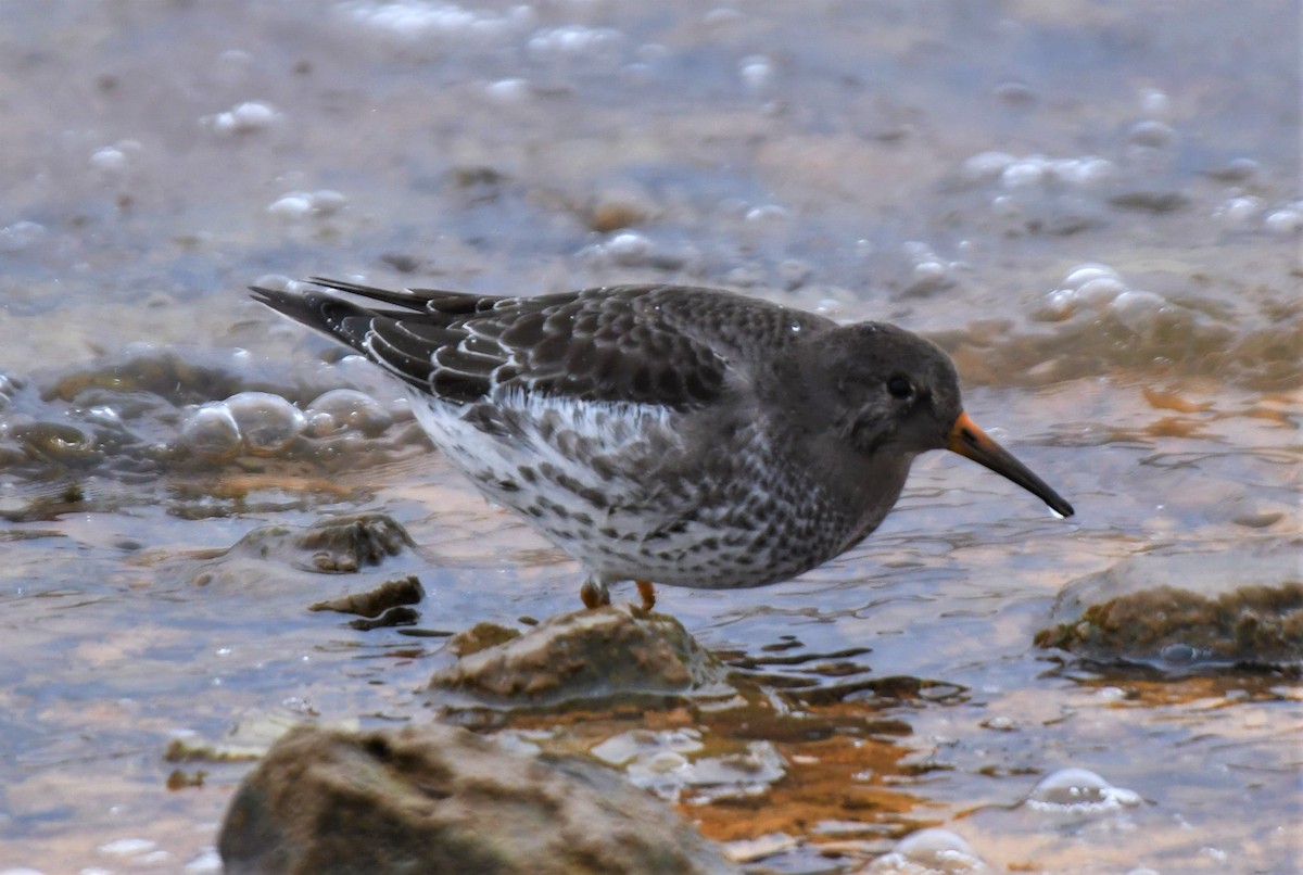 Purple Sandpiper - ML455766971