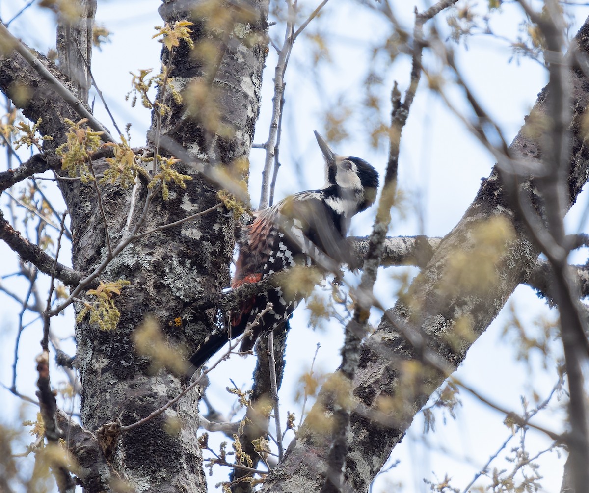 White-backed Woodpecker - ML455767681