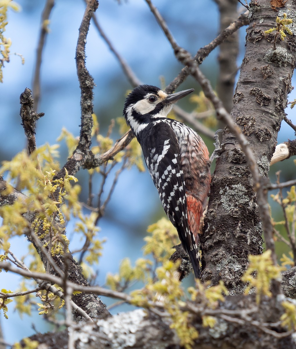 White-backed Woodpecker - ML455767691