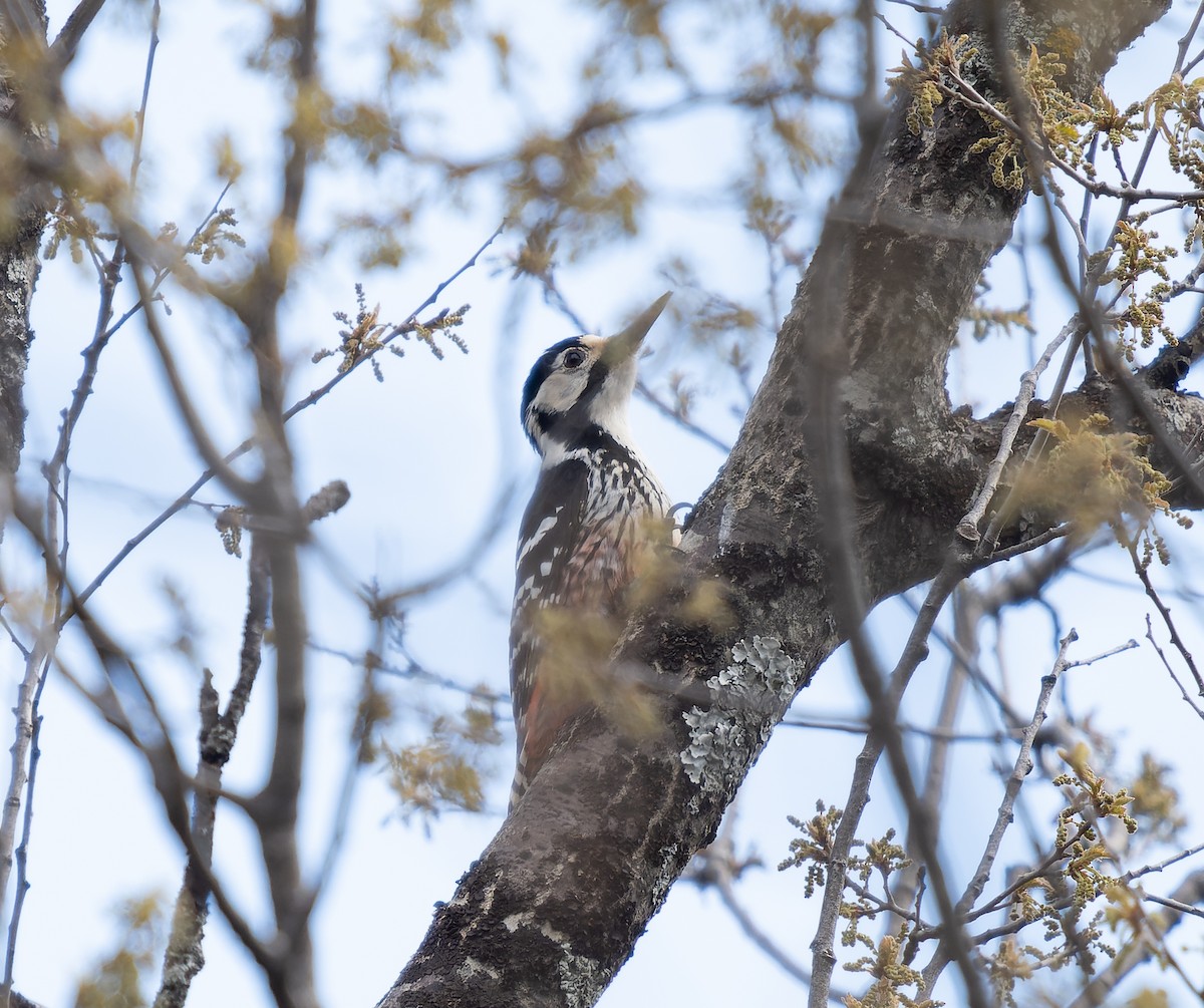 White-backed Woodpecker - ML455767711