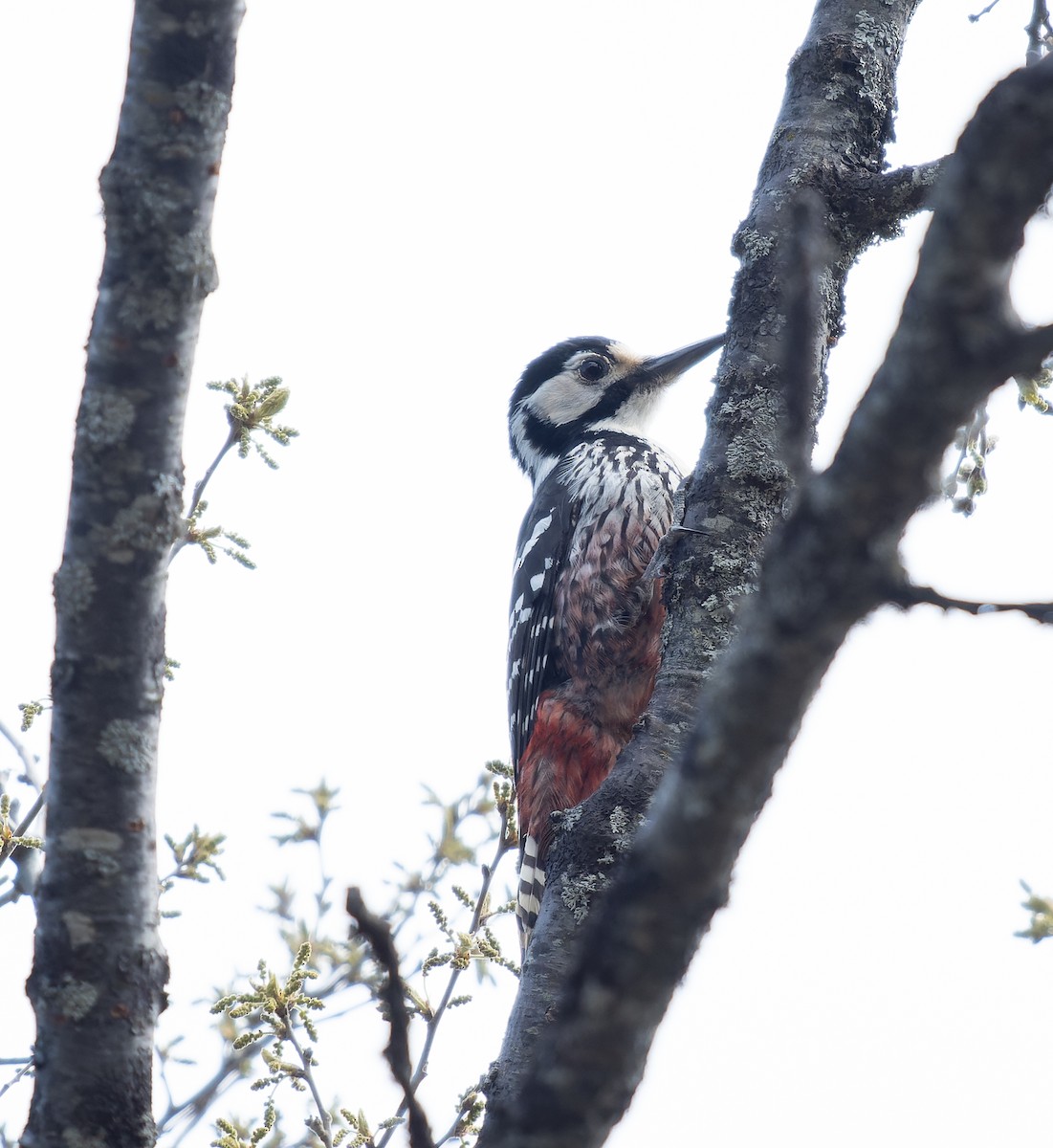 White-backed Woodpecker - ML455767721