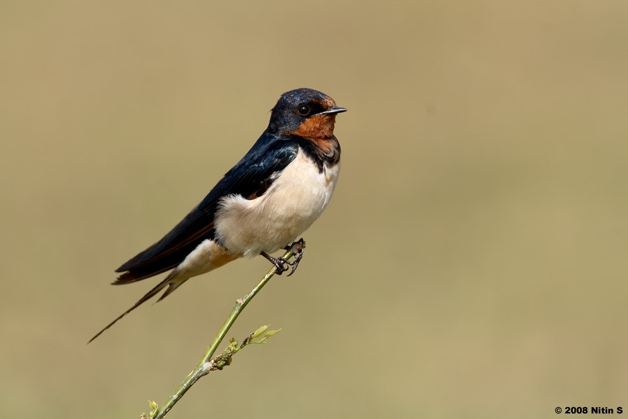 Barn Swallow - ML455768111