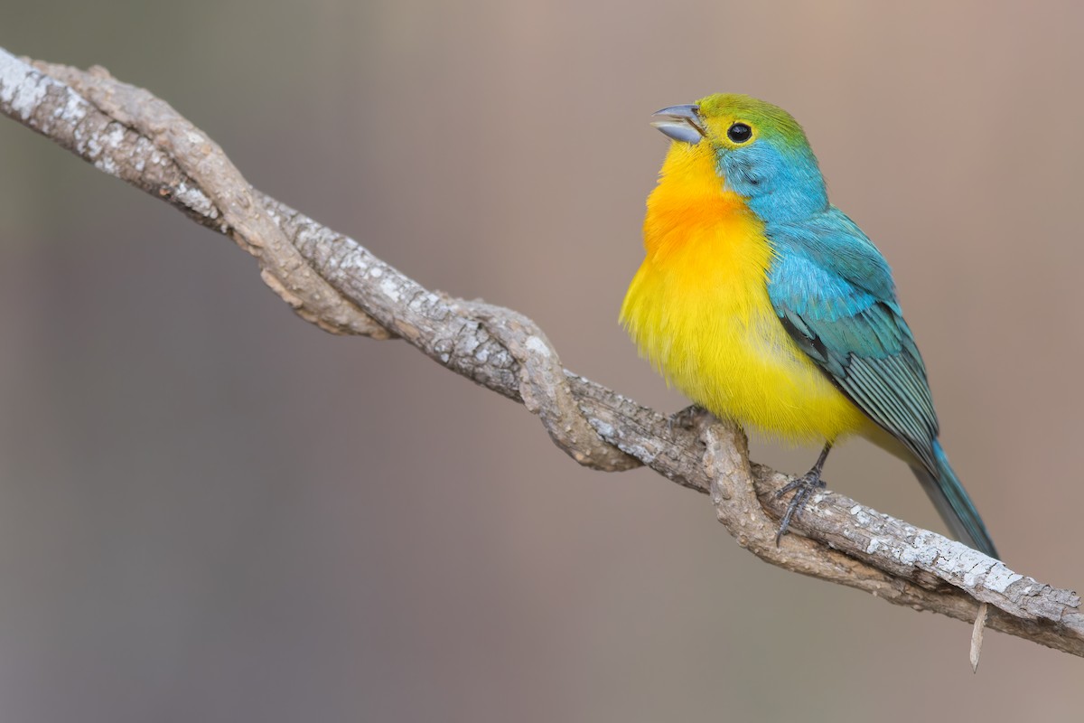 Orange-breasted Bunting - Dubi Shapiro