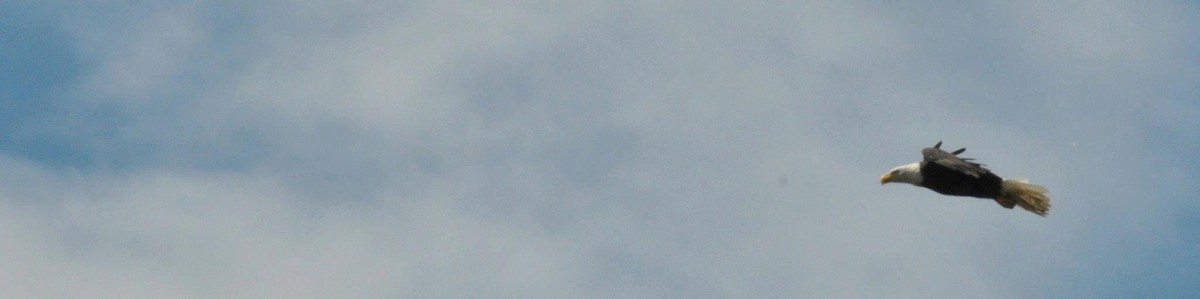 Белоголовый орлан - ML455768411