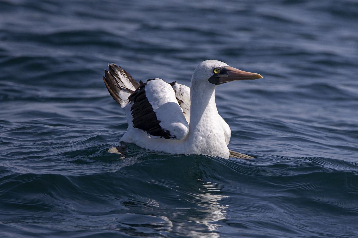 Nazca Booby - ML455769171