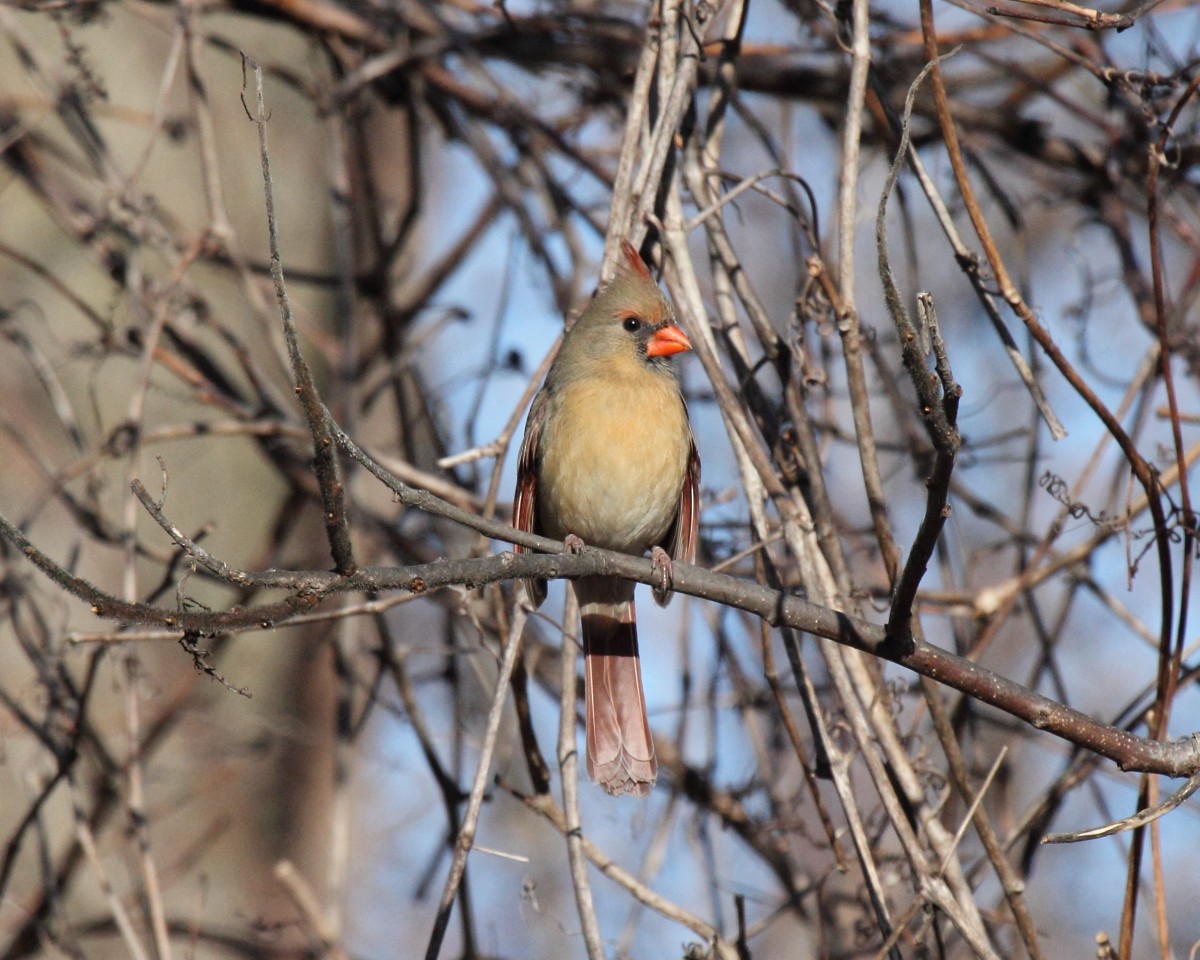 Northern Cardinal (Common) - ML45577001