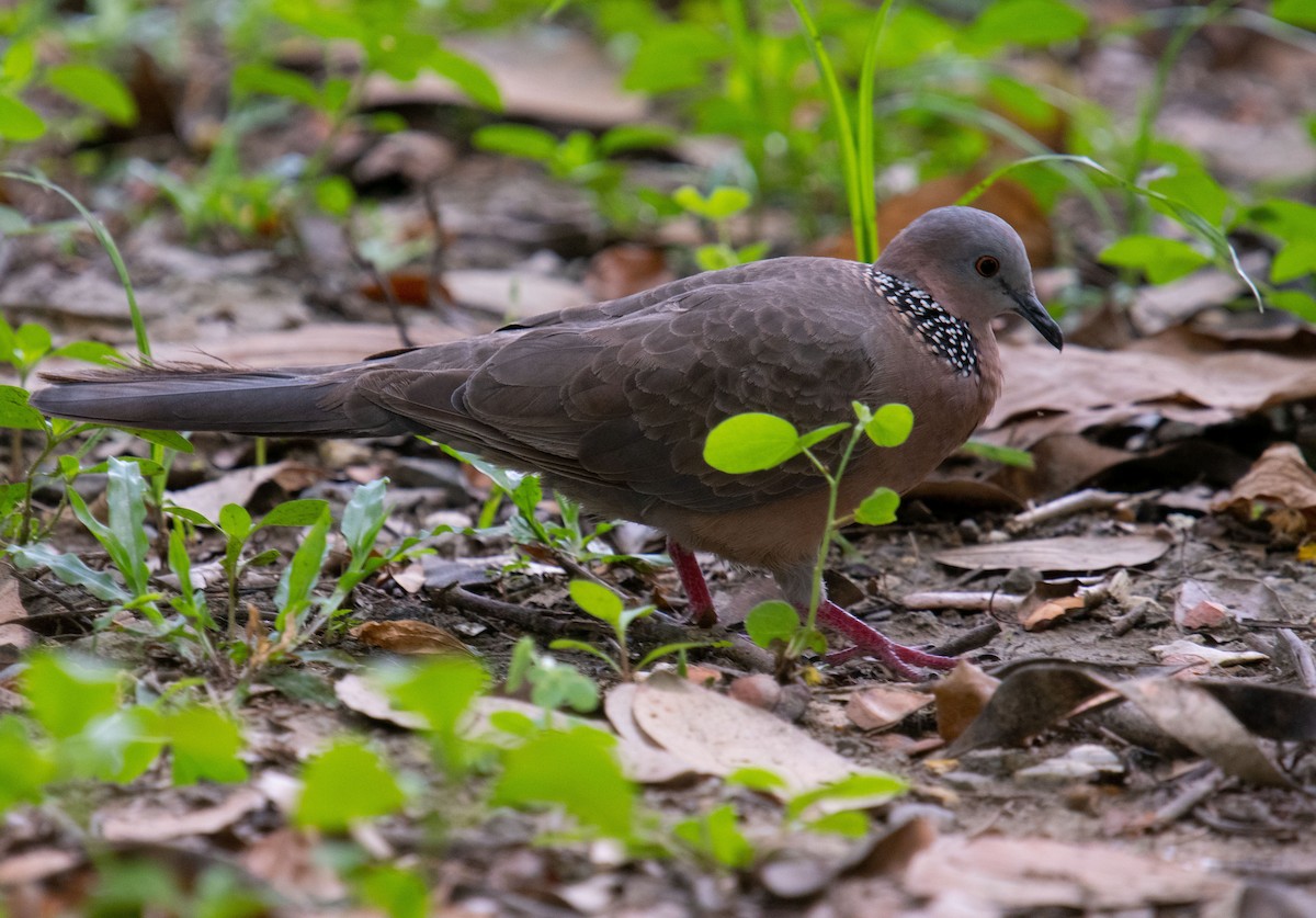 珠頸斑鳩 - ML455770431