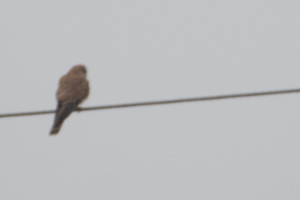 Eurasian Kestrel - ML455772121