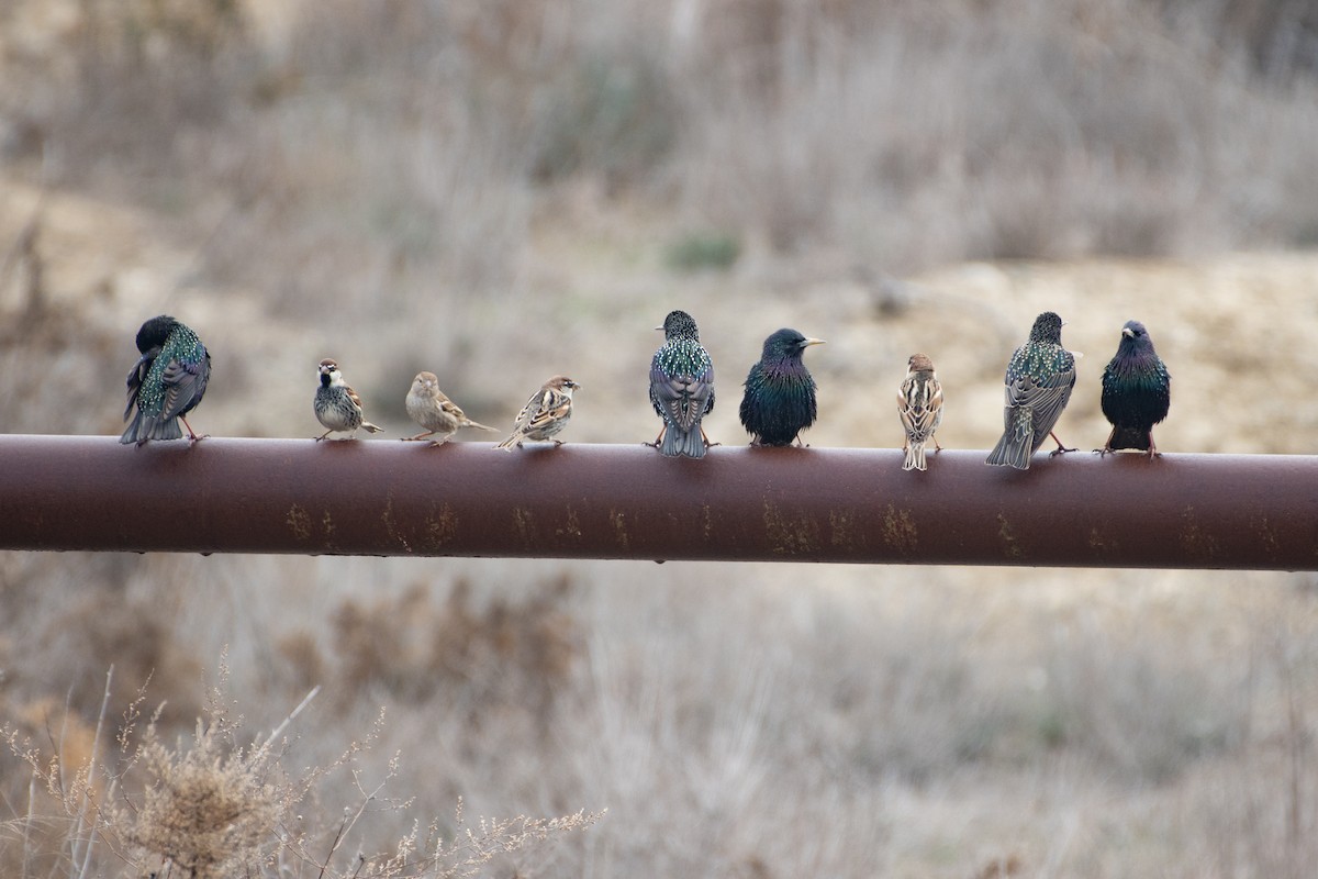 European Starling - ML455772141