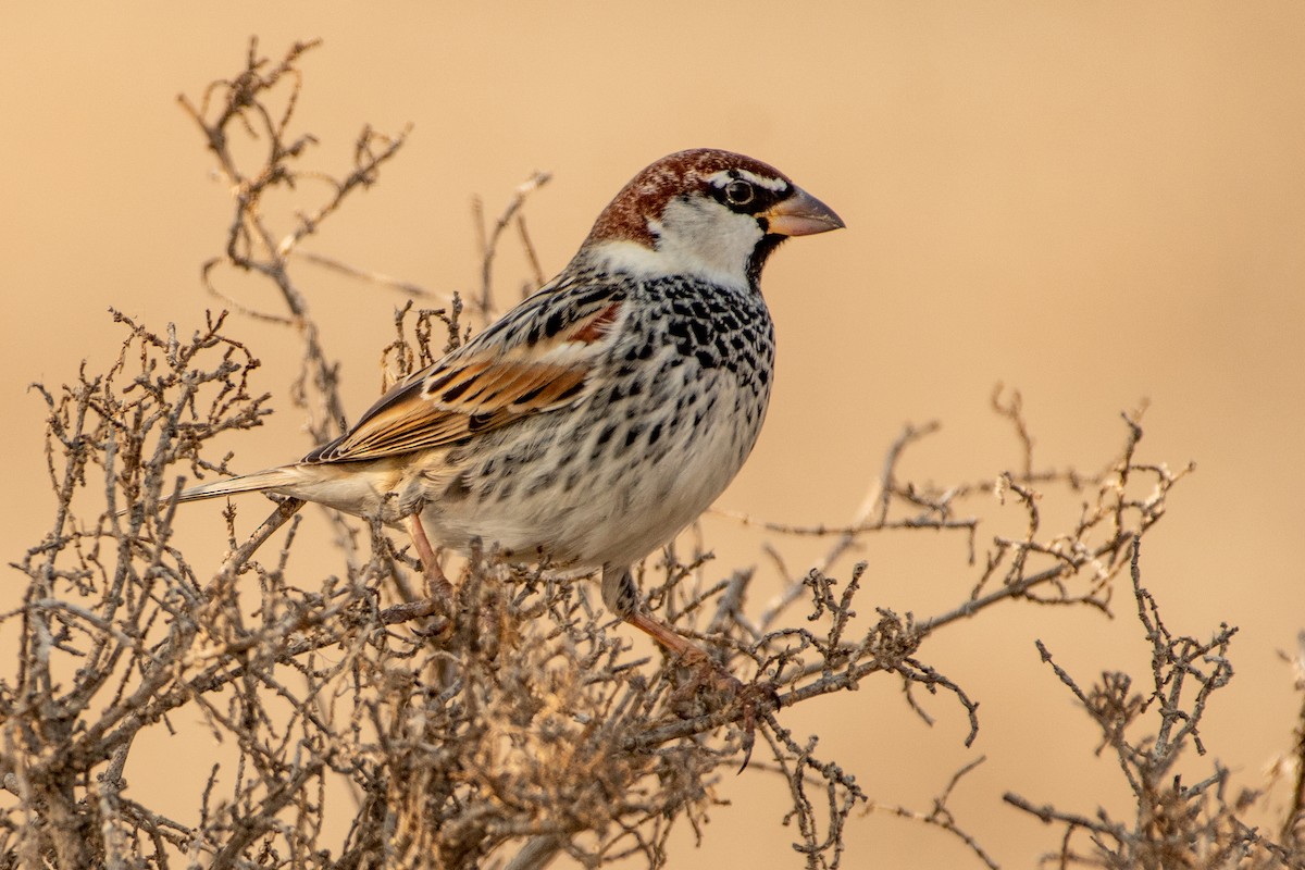 Spanish Sparrow - ML455772311