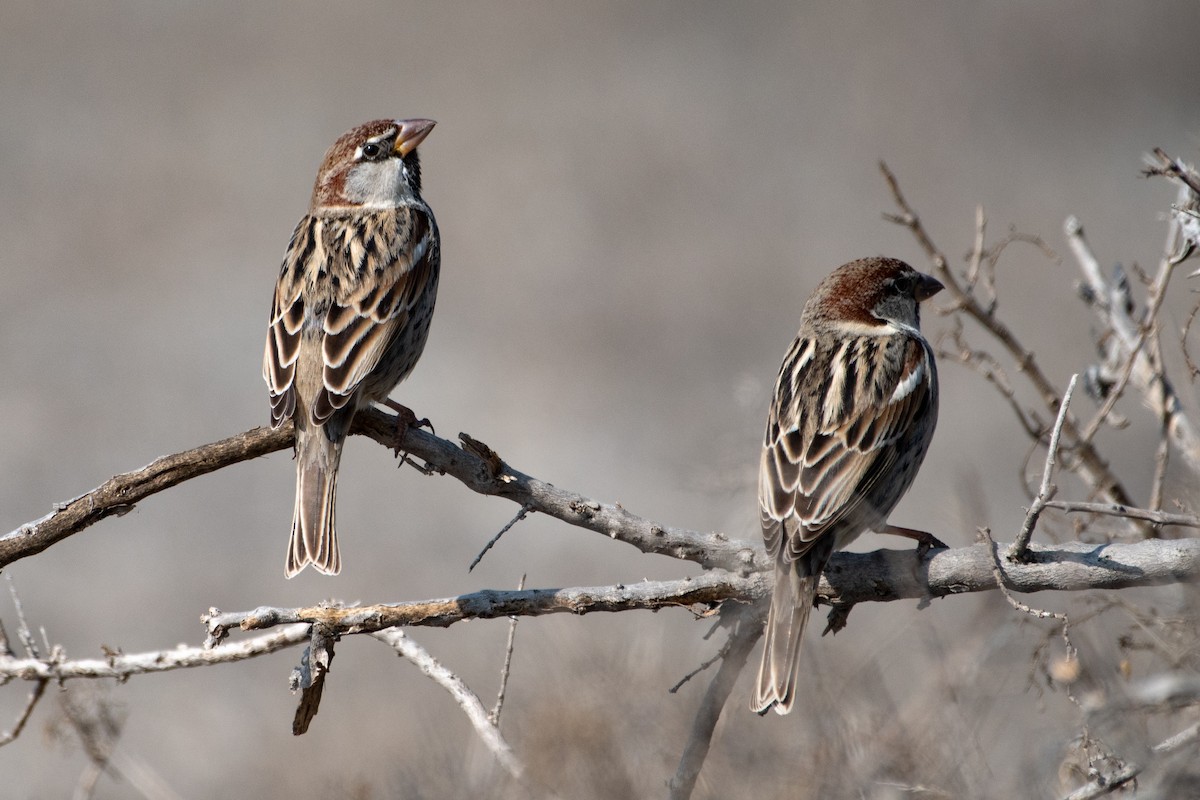 Spanish Sparrow - ML455772321