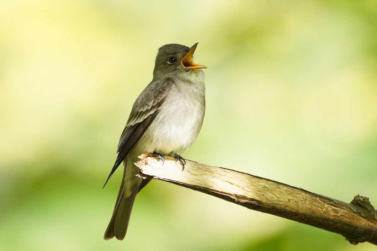 Western Wood-Pewee - Frank Lin