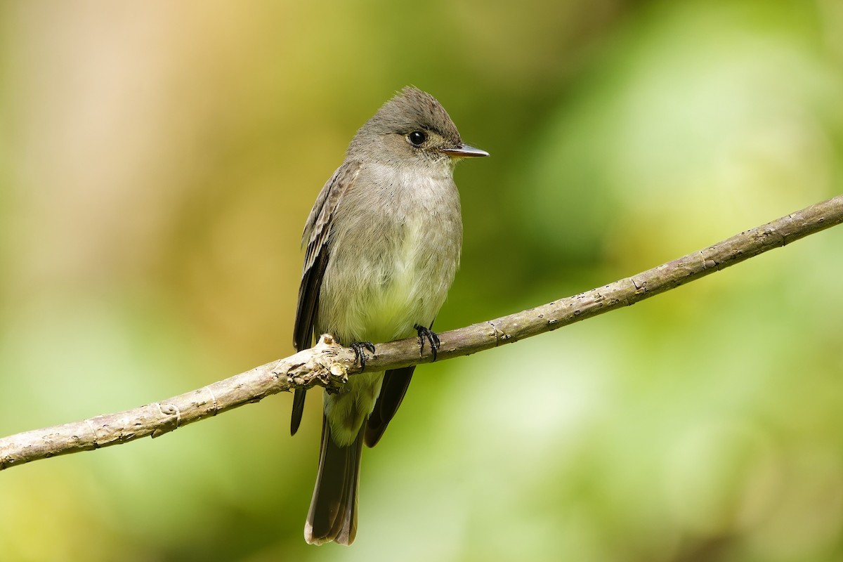 Western Wood-Pewee - Frank Lin