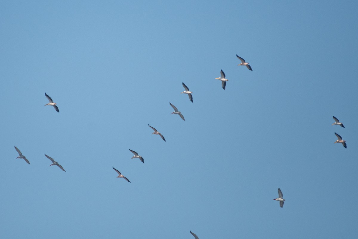 Dalmatian Pelican - Grigory Evtukh